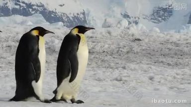 2018年南极洲雪山的企鹅皇帝